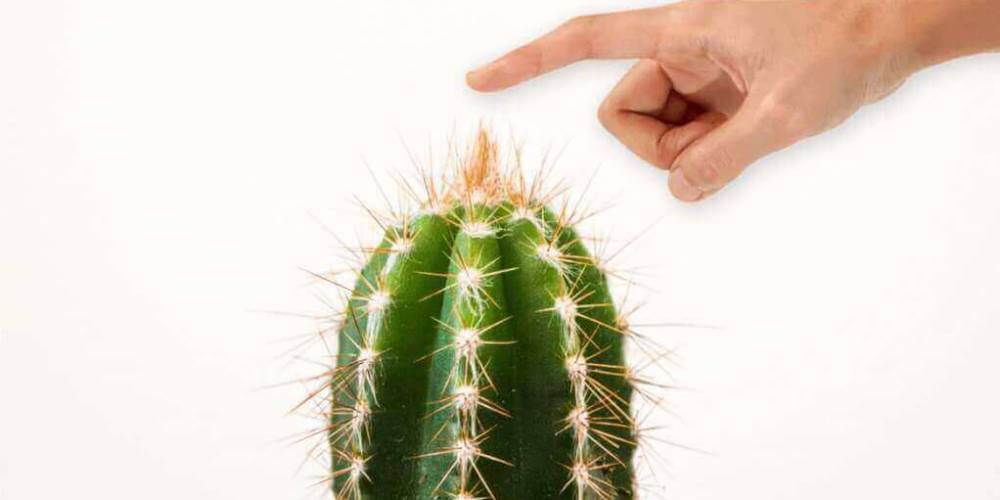 cactus and hand